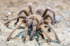 Aphonopelma iodius