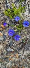 Aristea africana