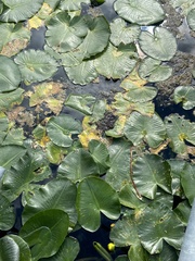 Nuphar advena
