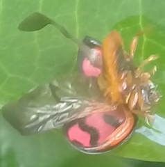 Cheilomenes sexmaculata