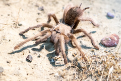 Aphonopelma iodius