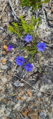 Aristea africana