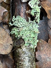 Parmeliopsis ambigua