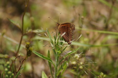 Junonia evarete