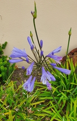 Agapanthus
