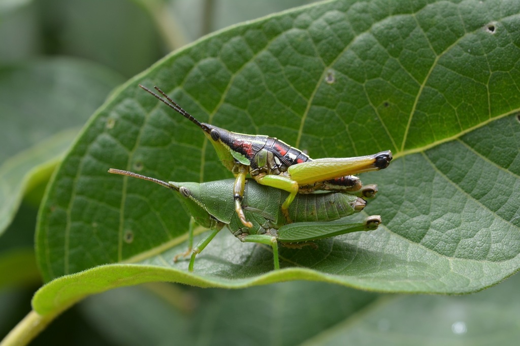 Sphenarium histrio
