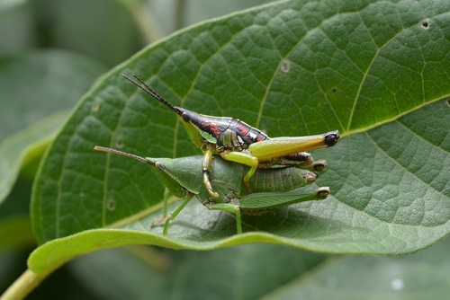 Sphenarium histrio