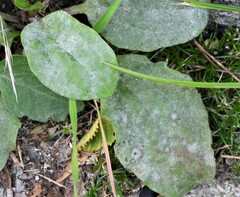 Golovinomyces sordidus