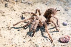 Aphonopelma iodius
