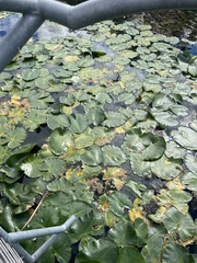 Nuphar advena