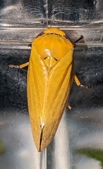 Ptyelus flavescens