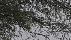 Prosopis nigra
