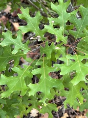 Quercus buckleyi