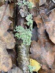 Parmeliopsis ambigua