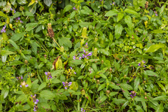 Prunella vulgaris lanceolata