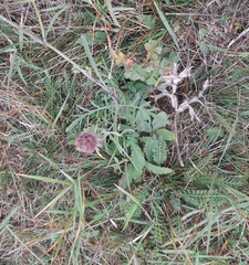 Scabiosa ochroleuca