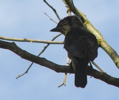 Pachyramphus validus