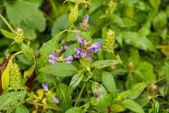 Prunella vulgaris lanceolata