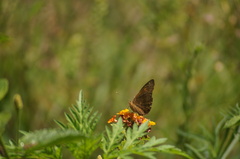 Junonia evarete