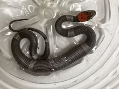 Pseudoleptodeira latifasciata