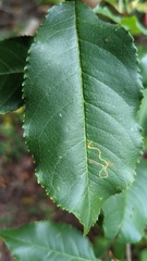 Lyonetia clerkella