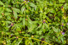 Prunella vulgaris lanceolata