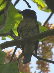 Pachyramphus validus