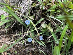 Gentiana capitata