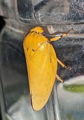 Ptyelus flavescens