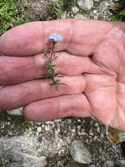 Gentiana capitata