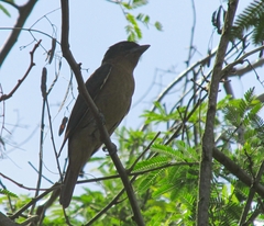 Pachyramphus validus