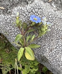 Gentiana capitata