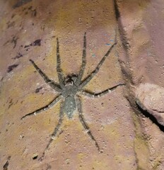 Pandercetes