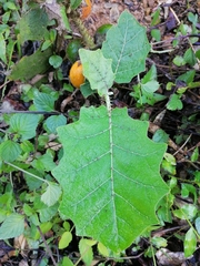 Solanum hirtum