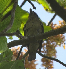 Pachyramphus validus