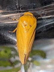 Ptyelus flavescens