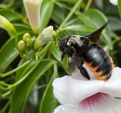 Xylocopa augusti
