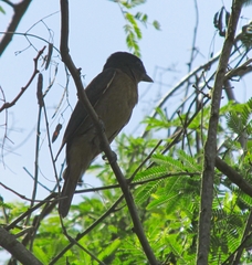 Pachyramphus validus