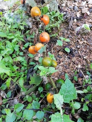 Solanum hirtum
