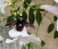 Xylocopa augusti