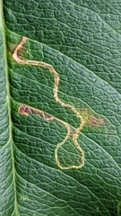 Lyonetia clerkella