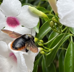 Xylocopa augusti