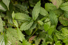 Agrimonia striata
