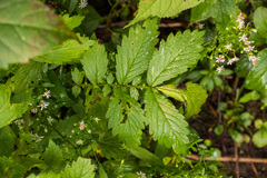 Agrimonia striata