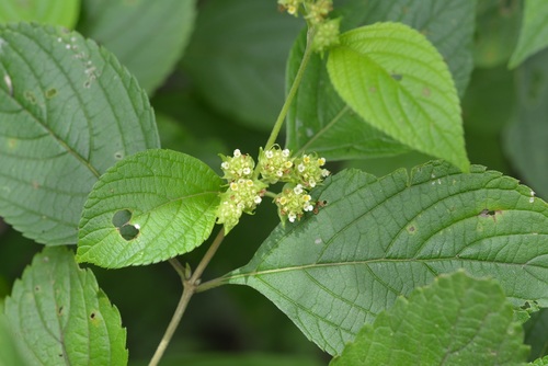 Lippia cardiostegia (Lippia cardiostegia)