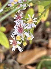Symphyotrichum drummondii