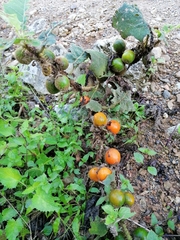 Solanum hirtum