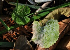 Erysiphe cruciferarum