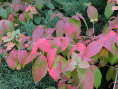 Viburnum carlcephalum