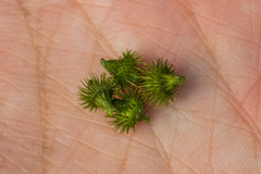 Agrimonia striata